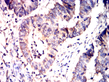 CCNB1 Antibody