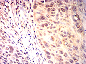 CCNB1 Antibody