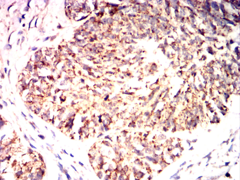 CCNB1 Antibody