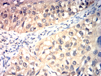 CCNA1 Antibody
