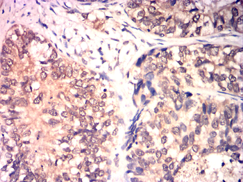 CCNA1 Antibody