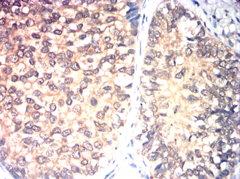 CCNA1 Antibody