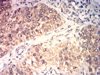 CCNA1 Antibody