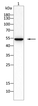 CCNA1 Antibody