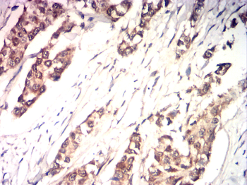 CCNA1 Antibody