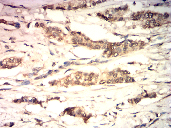 CCNA1 Antibody