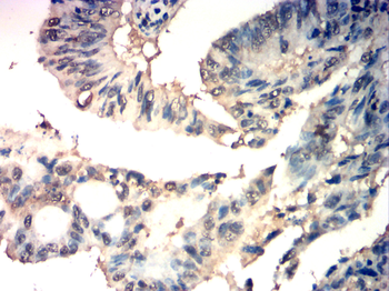 CCNA1 Antibody