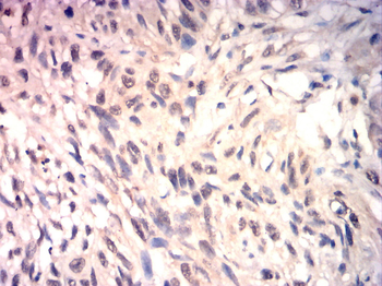 CCNA1 Antibody