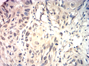CCNA1 Antibody