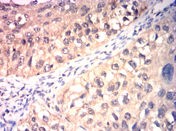 CCNA1 Antibody
