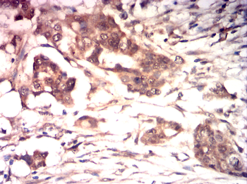 IGF-1 Antibody