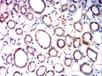 IGF-1 Antibody