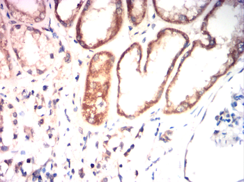 IGF-1 Antibody