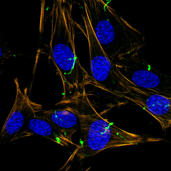 TLR3 Antibody