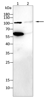 TLR3 Antibody