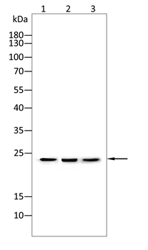 TIMP3 Antibody