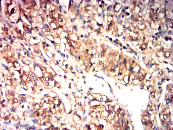 CD19 Antibody