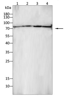 CD19 Antibody