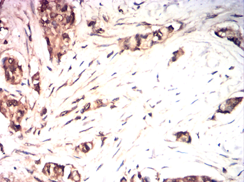 CD19 Antibody