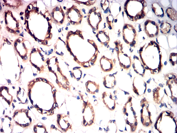 CD19 Antibody