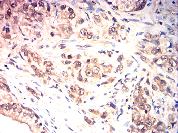 CD19 Antibody
