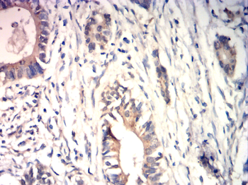 CD19 Antibody