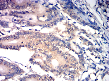 CD19 Antibody