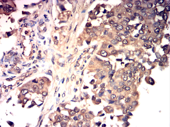 CD19 Antibody