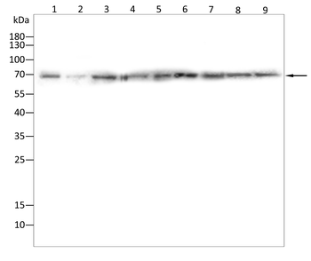 LAMP1 Antibody