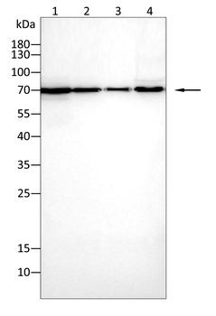 LAMP1 Antibody