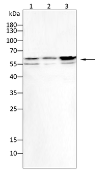 GSDME Antibody