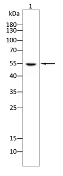 GSDME Antibody