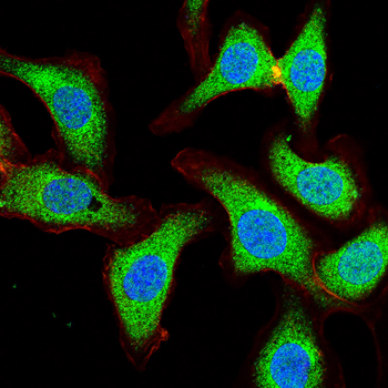 F8 Antibody