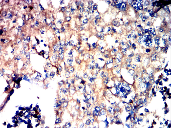 F8 Antibody