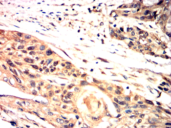F8 Antibody