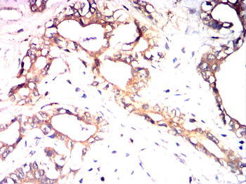 F8 Antibody