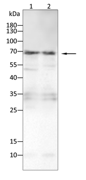 FGFR3 Antibody