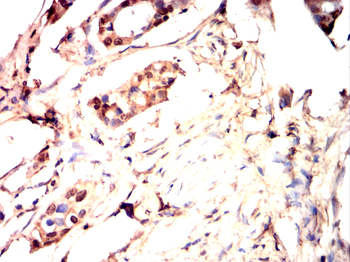 SENP1 Antibody