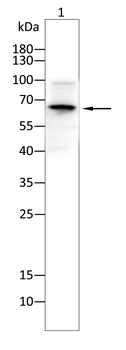 SENP1 Antibody