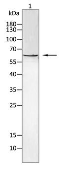 SENP1 Antibody