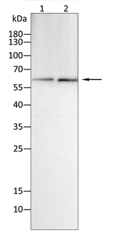 EGR1 Antibody