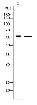 EGR1 Antibody