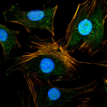 EGR1 Antibody