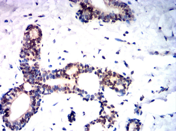 EGR1 Antibody