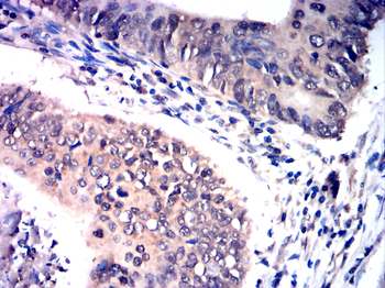 EGR1 Antibody