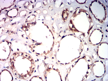EGR1 Antibody