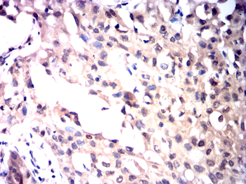 EGR1 Antibody
