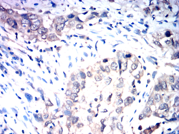 EGR1 Antibody