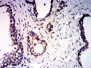 EGR1 Antibody