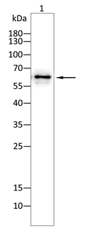 FAP Antibody